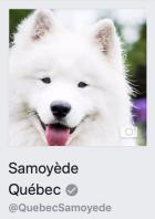 Samoyède Québec - Facebook